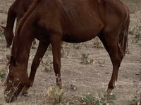 Yegua, Caballos — foto 1