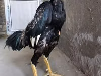 Chickens — عکس 3