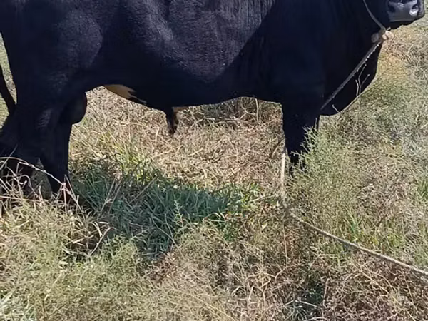 Bull, Aberdeen-Angus — Azerbaijan