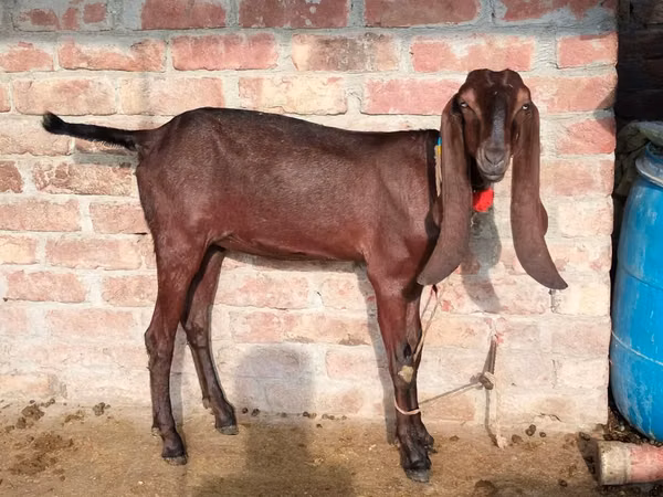 Goat, Najdi goat — Pakistan