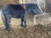 母马, Shetland Pony — 照片 3