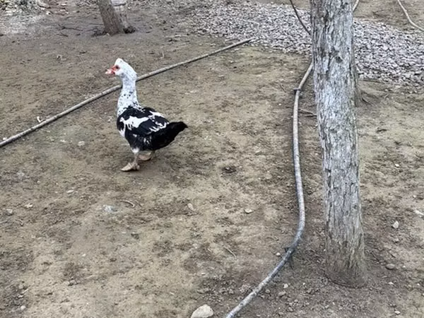 Ducks — Aserbajdsjan