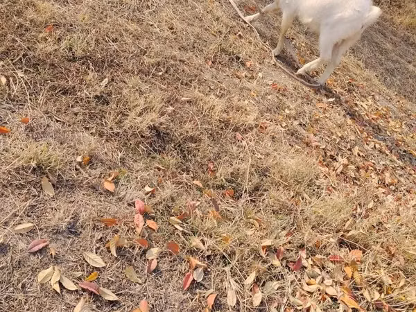 Billy Goat, Goats — Uzbekistan
