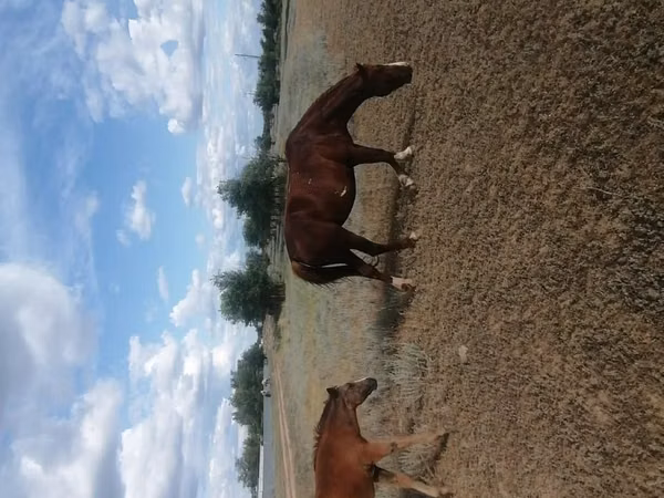 مادیان, اسب — قزاقستان