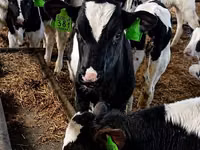 Býk, Swiss cattle — foto 6