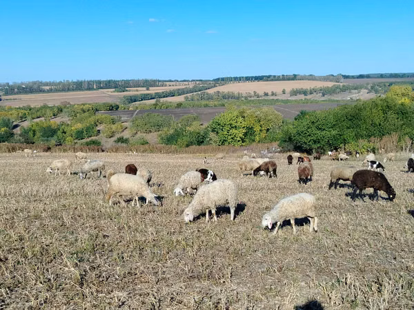 Sheep, Sheep — Moldova