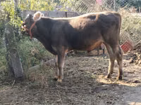 گاو نر, Swiss cattle — عکس 3
