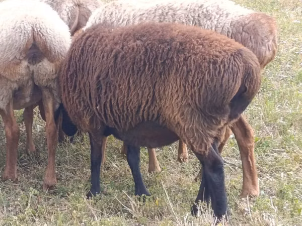 Sheep, Sheep — Kyrgyzstan