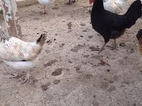 Chickens — foto 5