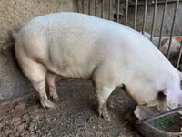 Boar, Pigs — photo 4