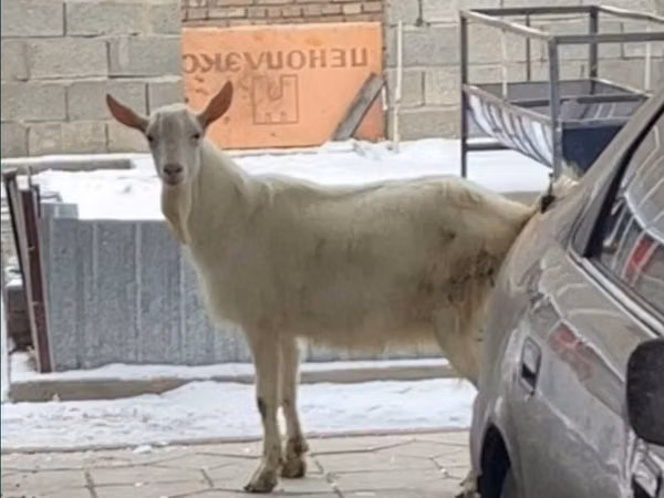 Goat, Goats — Kazakhstan