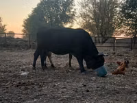 Krava, Swiss cattle — foto 2