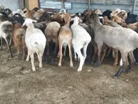 Ram, Sheep — photo 1