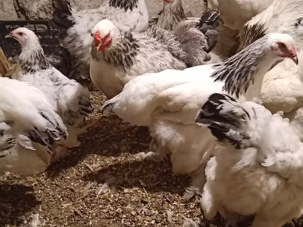 Brahma