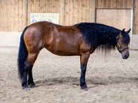 母马, Friesian — 照片 3