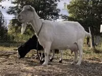 Goat, Saanen goat — photo 2