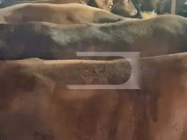 Cow, Cattle — Georgia