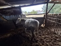 Kambing jantan, Sheep — foto 1