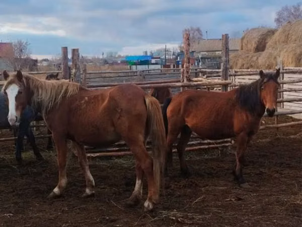 مادیان, Kazakh horse
