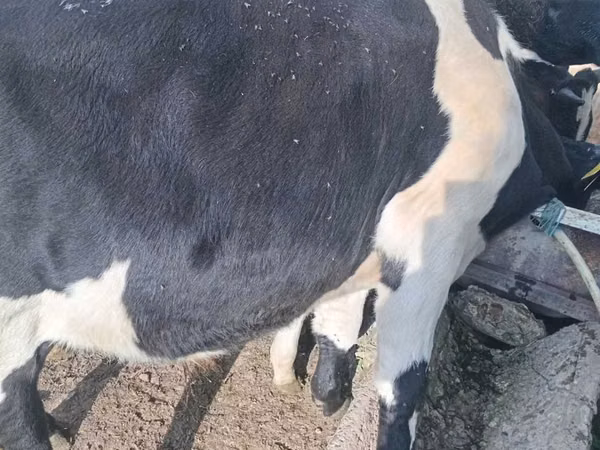 Bull, Russian Black pied cattle — Moldova