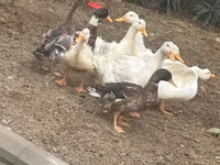 Ducks — புகைப்படம் 2