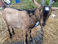 Ged, Alpine goat — foto 5