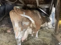 گاو ماده, گاو لیموزین — عکس 6