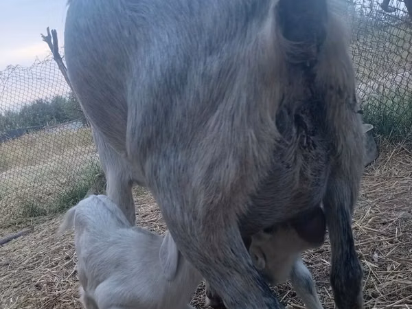 Kambing betina, Goats — Kyrgyzstan