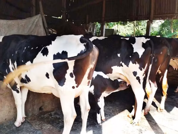 Cow, Holstein breed — Bangladesh
