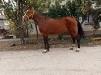 Kuda betina, Horses — foto 5