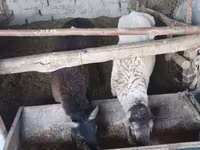 Ram, Sheep — photo 1