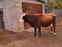 Cow, Latvian Blue cattle — photo 1
