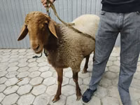 Kambing jantan, Sheep — foto 7