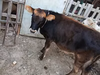 İnek, Sığır — foto 3