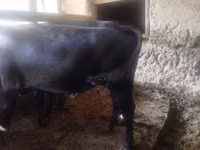 Bou, Aberdeen-Angus — foto 3