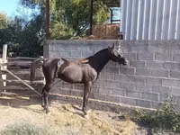 Айғыр, Friesian sport horse — 2-сурет