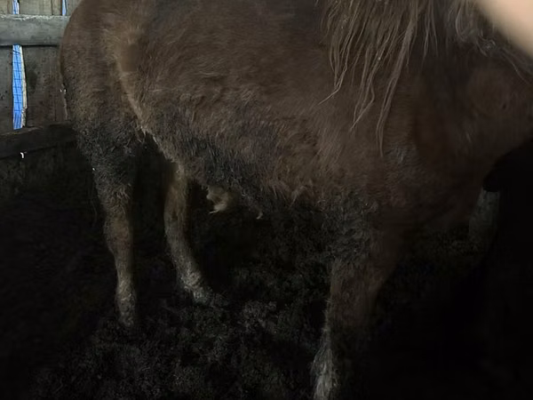 Mare, Horse breed
