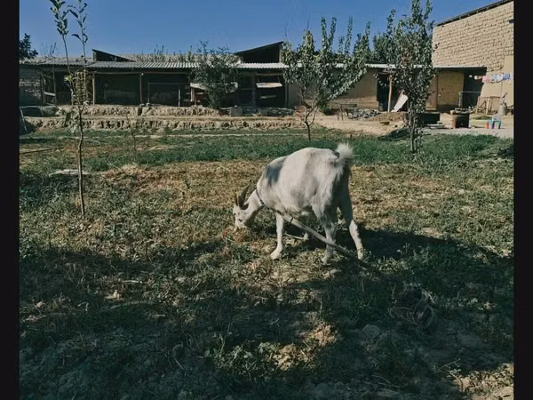 Goat, Saanen goat — Uzbekistan