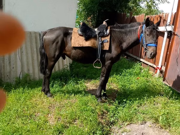Kůň, Koně — Kazachstán
