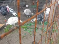 Turkeys — 2-rasm
