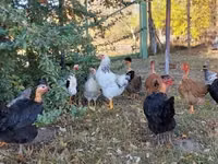 Chickens — foto 4