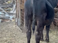 Bull, Aberdeen-Angus — photo 2