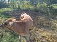 Bull, Swiss cattle — photo 3