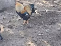 وایندوت — عکس 2