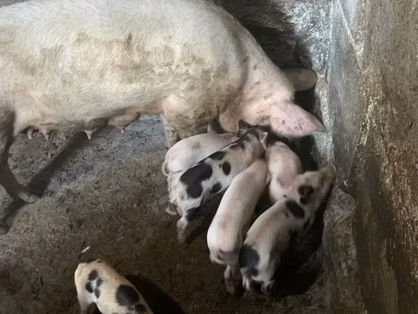 Sow, Pigs — Armenia