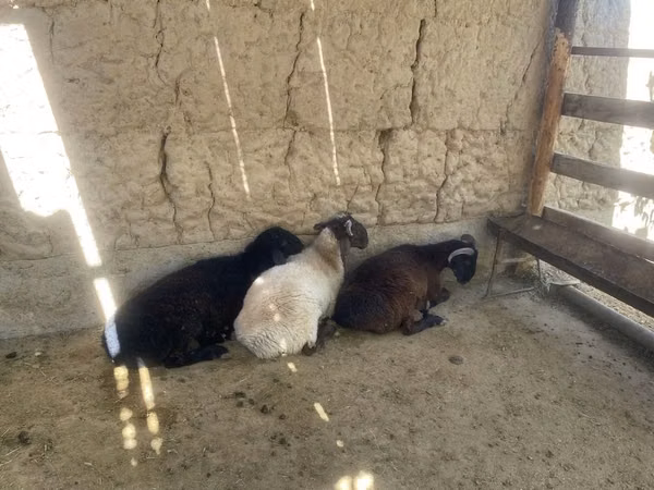 Ram, Sheep — Kazakhstan
