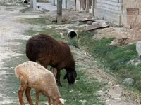 Kambing jantan, Sheep — foto 1