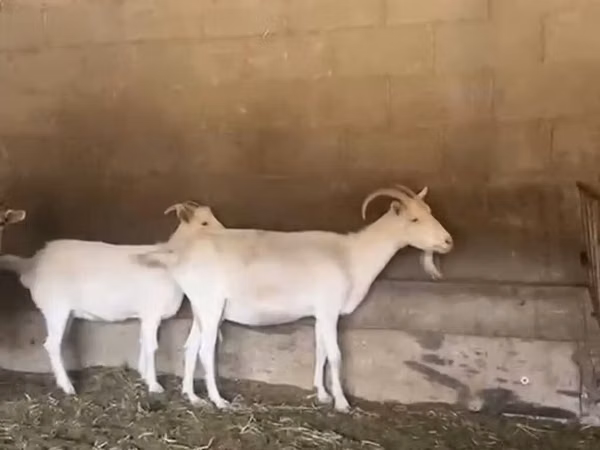 Capră, Pomellata goat