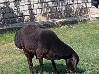قوچ, Rhon sheep — عکس 6