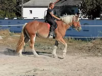 Horse (M), Gypsy horse — photo 6